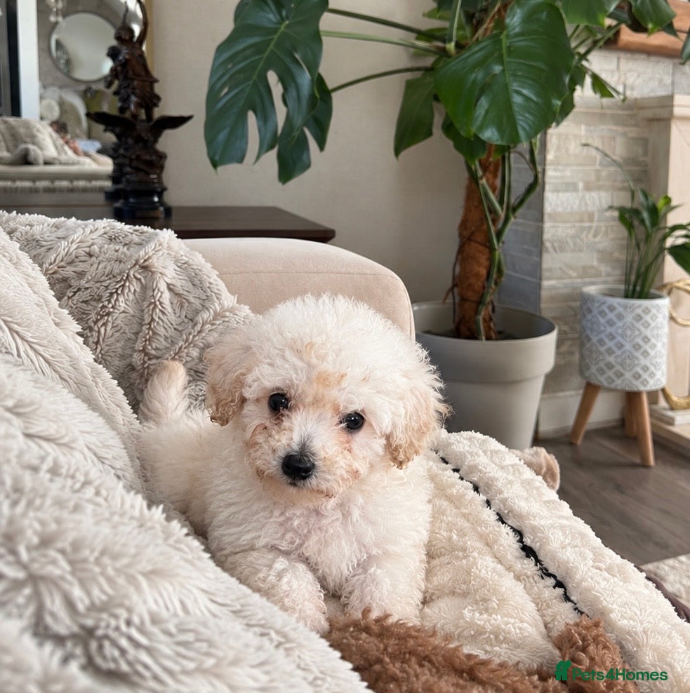 Toy Poodle dogs vaccinated & toilet trained toy poodle puppies  - Advert 2