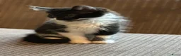 Mixed Breed cats for sale: Mixed breed Tuxedo male kitten  - Advert 6