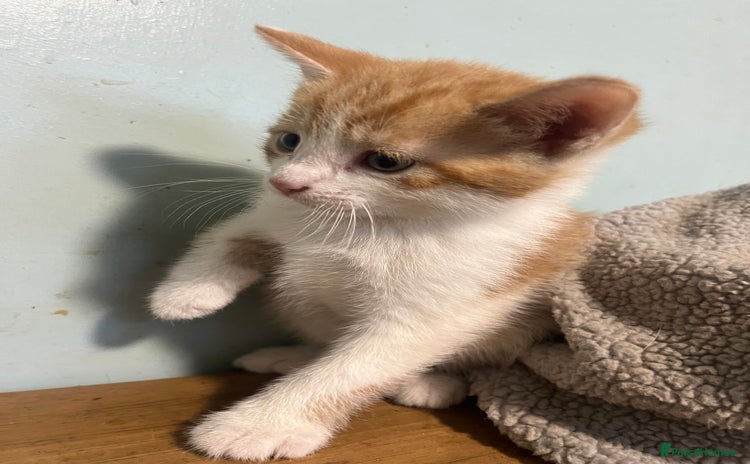 Mixed Breed cats - Advert 5