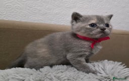 British Shorthair cats for sale: Beautiful BSH Kittens  - Advert 10