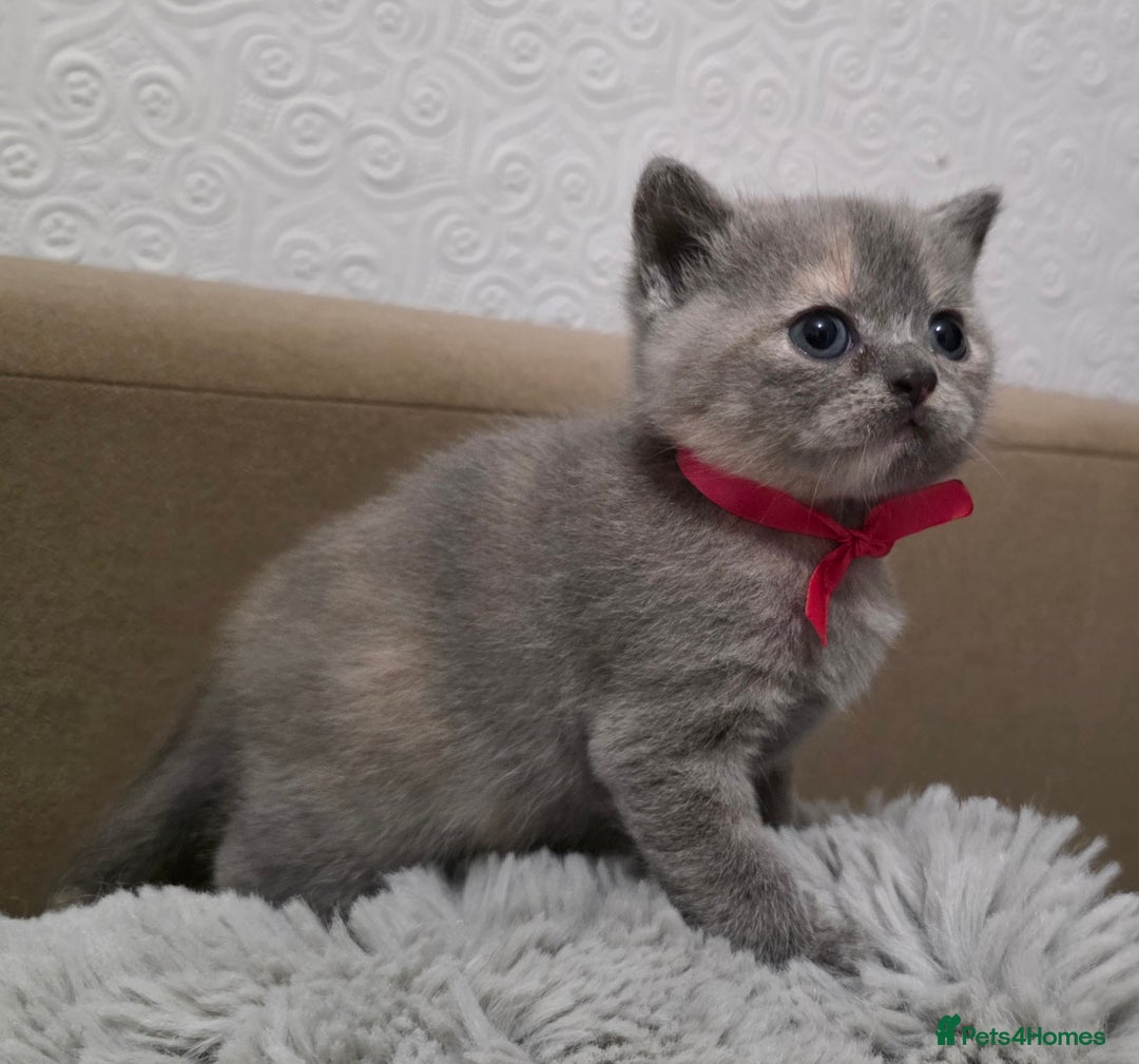 British Shorthair cats for sale: Beautiful BSH Kittens  - Advert 10