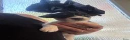 Jack Russell dogs for sale: 8 tradational Jack Russell puppys  - Advert 19