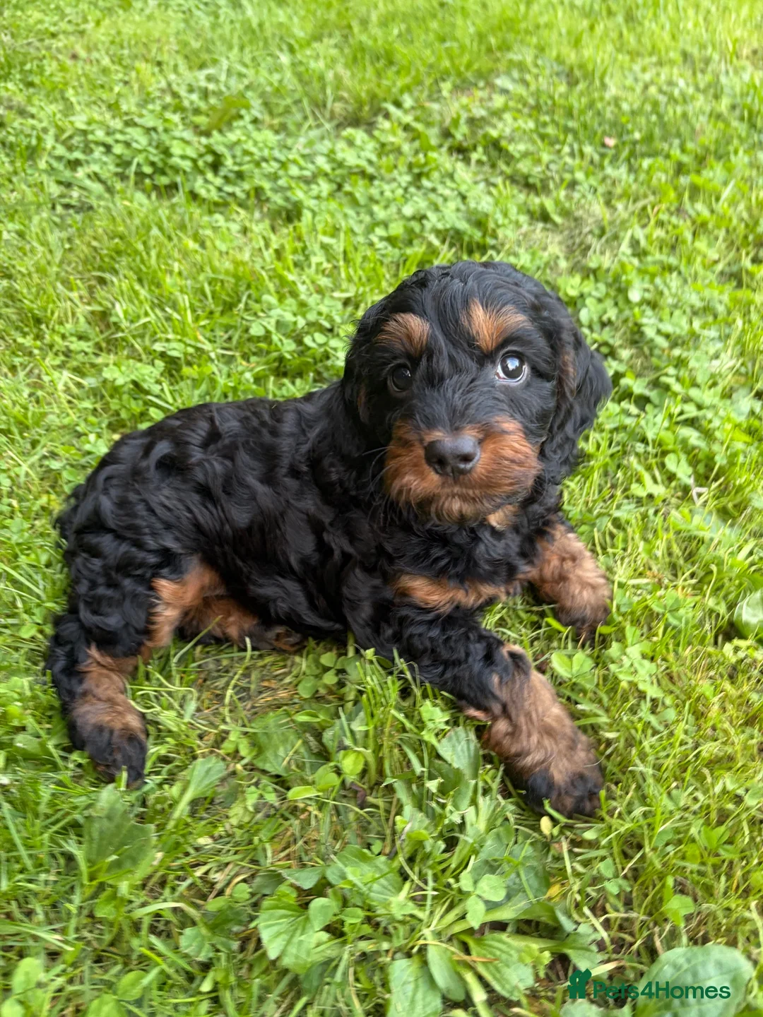Cockapoo dogs for sale: 5 beautiful cockapoos ready now  in Stafford - Advert 17