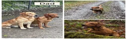 Labrador Retriever dogs for sale: ONE PUP LEFT-KC Reg, Red fox boy - Advert 3