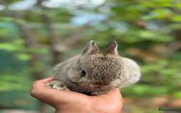 Netherland Dwarf rabbits for sale: Pure bred netherland dwarf ready to reserve  - Image 6