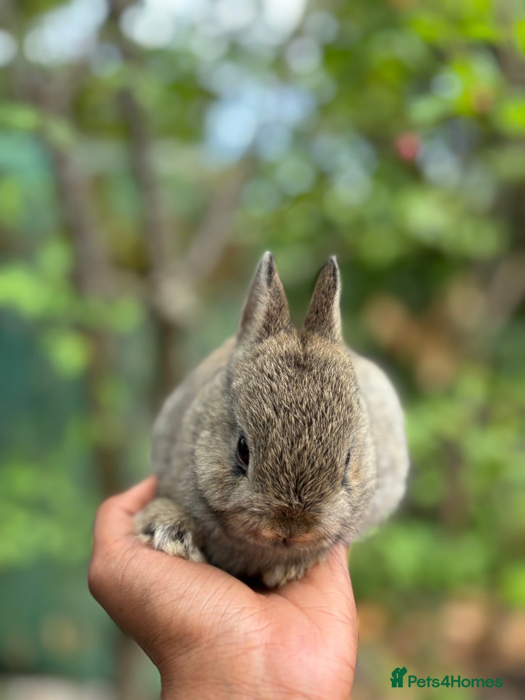Netherland Dwarf rabbits for sale: Pure bred netherland dwarf ready to reserve  - Image 6