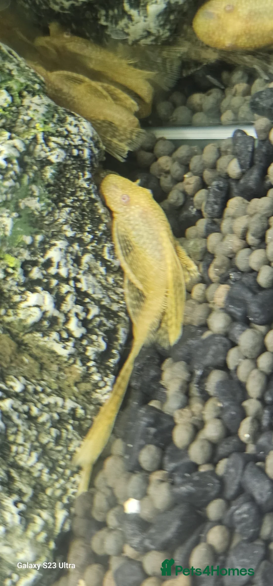 Plecos fish for sale: Angel wing bristlenose albino  baby's  - Advert 10