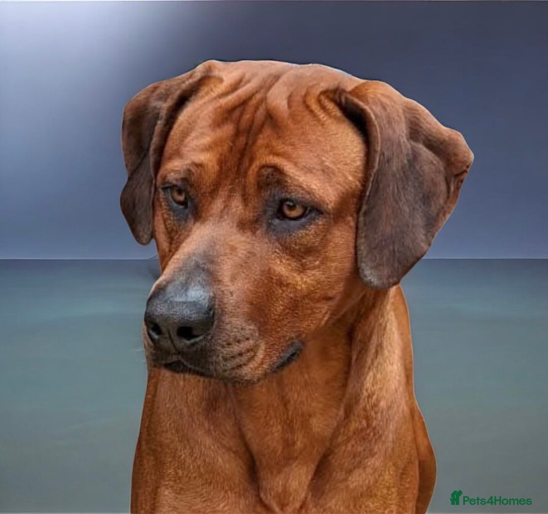 Rhodesian Ridgeback dogs for sale: Outstanding Rhodesian Ridgeback Puppies 🦁 - Image 19