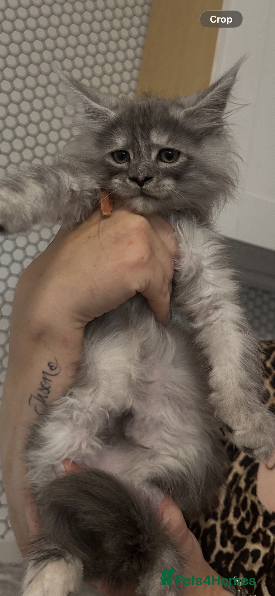 Maine Coon cats Beautiful tica registered mainecoon babies  - Advert 1