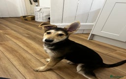 German Shepherd dogs for sale: Stunning Female German shepherd  - Image 1