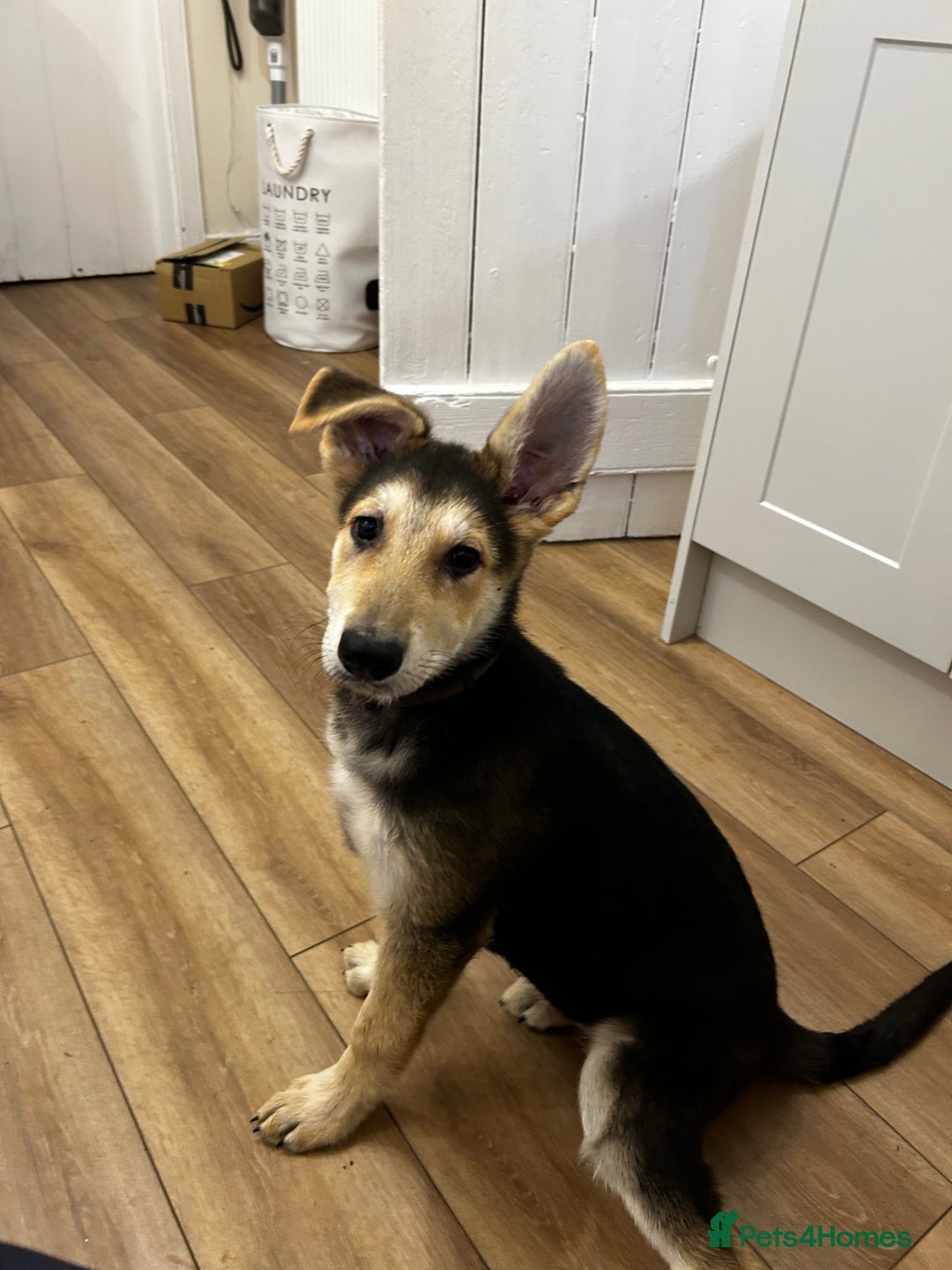 German Shepherd dogs for sale: Stunning Female German shepherd  - Image 1