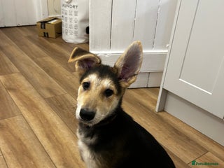 German Shepherd dogs - Advert 6