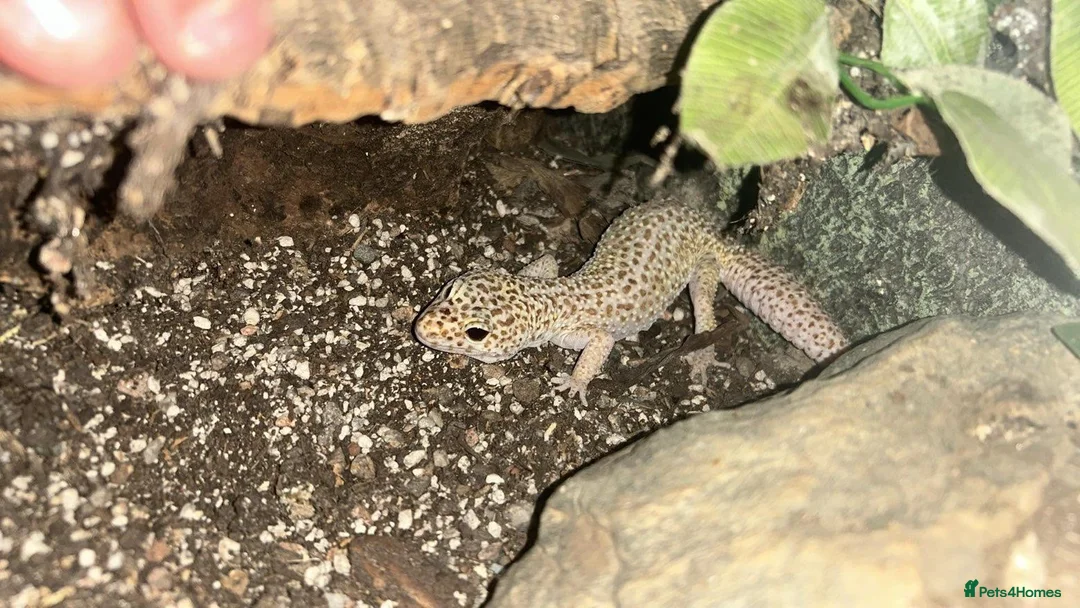 Leopard Gecko reptiles for sale: Leopard gecko lizards - Advert 1