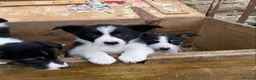 Border Collie dogs for sale: Tricoloured Border Collie Puppies - Advert 16