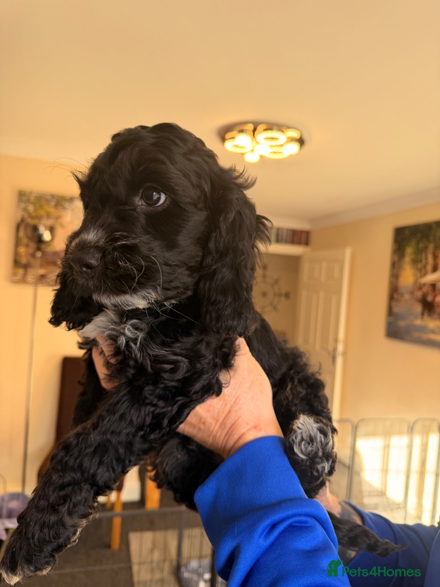 Cockapoo dogs F1 Cockapoo Puppies - Advert 8