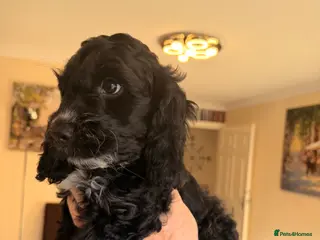 Cockapoo dogs F1 Cockapoo Puppies - Advert 8