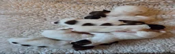 Papillon dogs for sale: KC Registered Papillon Puppies (Ready Soon!) - Advert 4