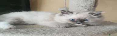 Ragdoll 3
