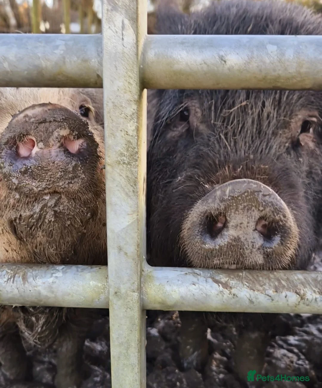 Pig livestock for sale: Juliana cross Kunekune - Advert 2