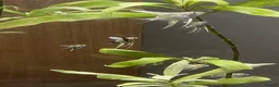 Angelfish fish for sale: Juvenile Platinum and Panda Angelfish in Huntingdon - Advert 4