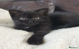 British Shorthair cats for sale: BSH black kittens  - Image 2