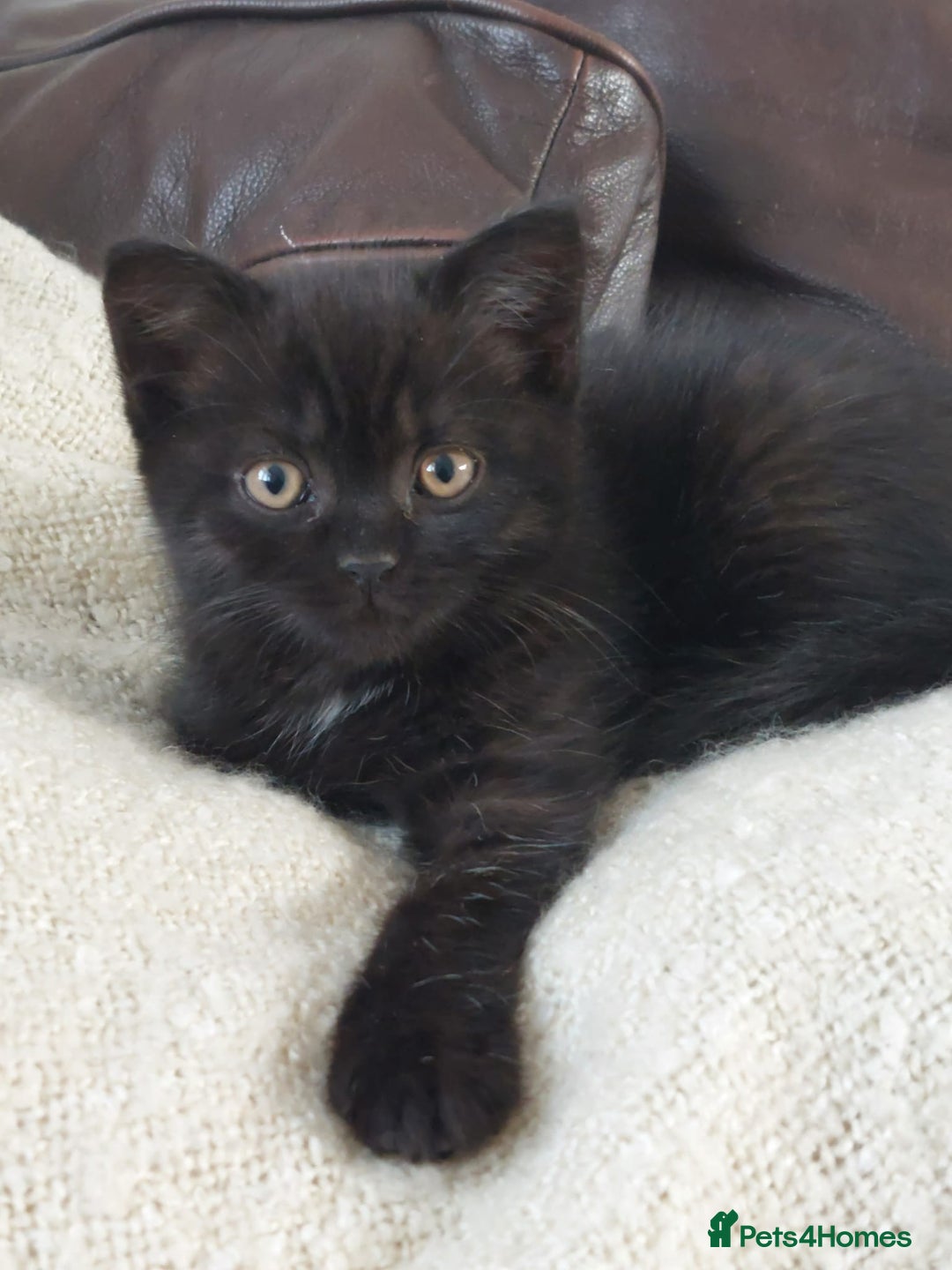 British Shorthair cats for sale: BSH black kittens  - Image 2