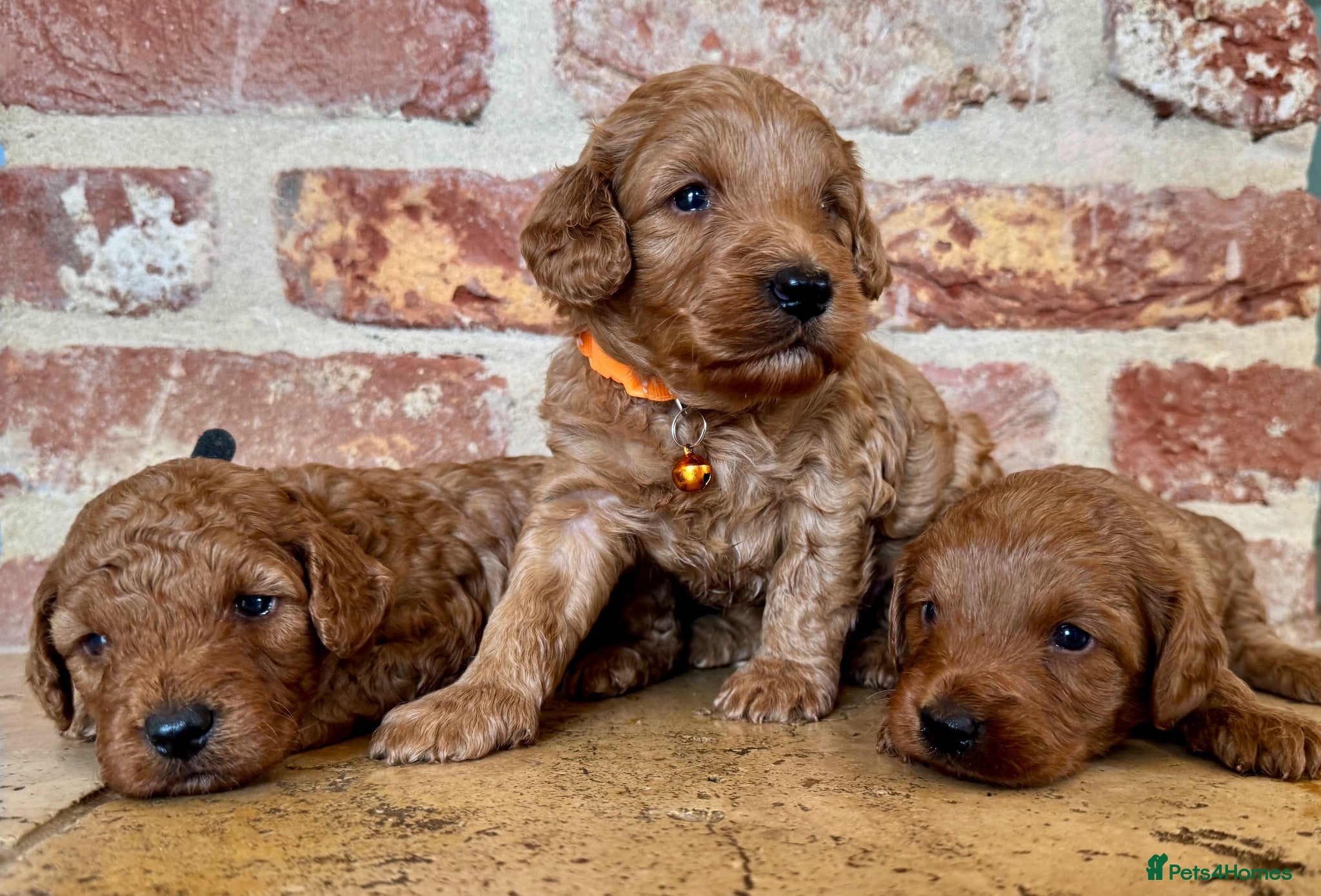 Cockapoo dogs F1b Red cockapoos 🤎 - Advert 1