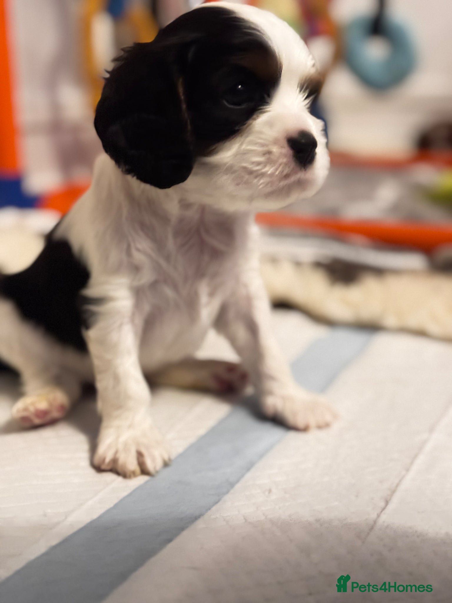 Cavalier King Charles Spaniel dogs Very rare in UK ultra-low COI 0.2% Choc carrier KC - Advert 3
