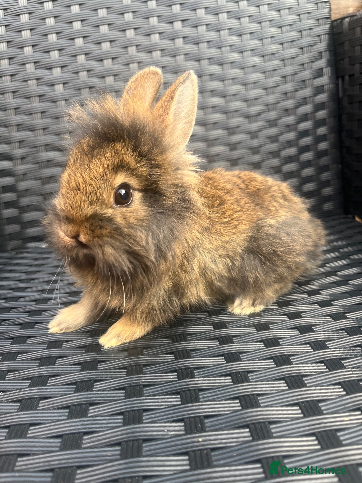 Mini Lion Lop rabbits Lion lops bunnies ready to leave 11th September - Advert 14