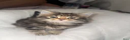 Mixed Breed cats for sale: Fluffy kittens - Advert 2