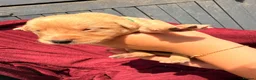 Labrador Retriever dogs for sale: Fox Red / yellow working Labradors  - Advert 25