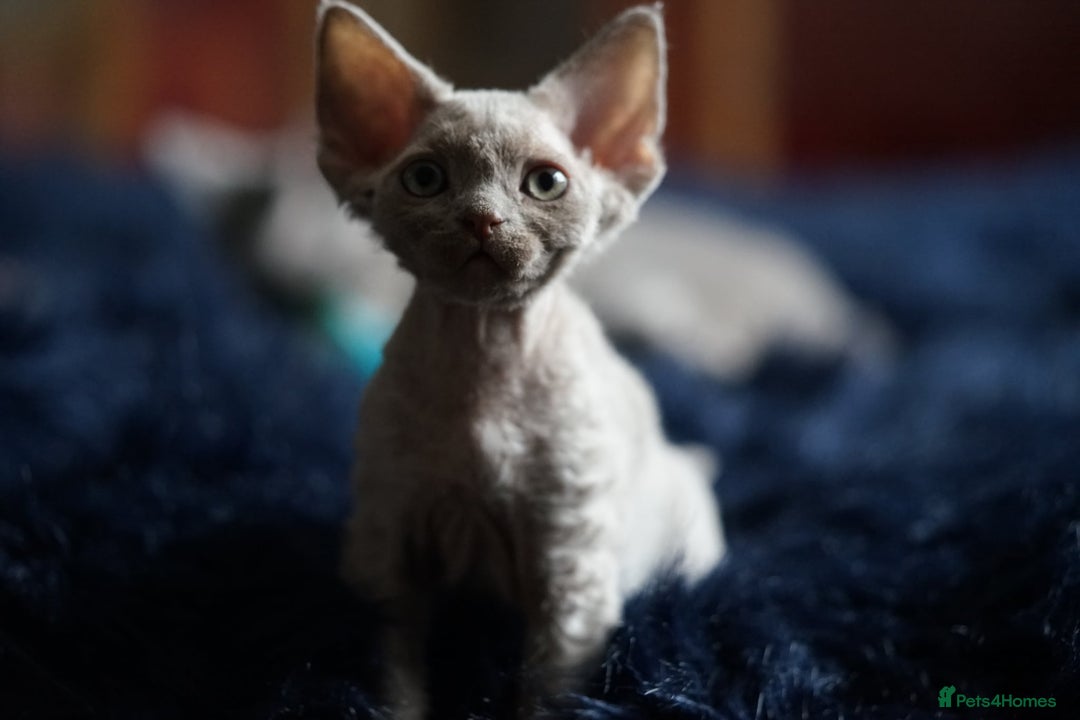 Devon Rex cats for sale: Ravel 💜male Devon Rex ( Reserved) - Advert 33