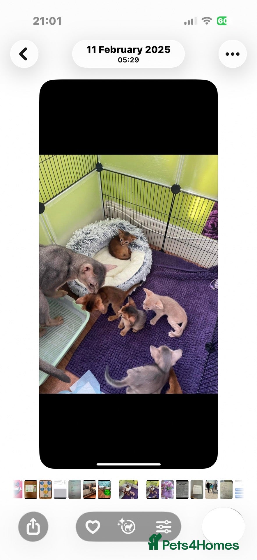 Abyssinian cats Blue Abyssinian Boy looking for a New home  - Advert 10