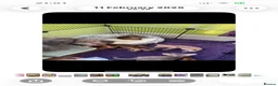 Abyssinian cats for sale: Blue Abyssinian Boy looking for a New home  - Advert 1