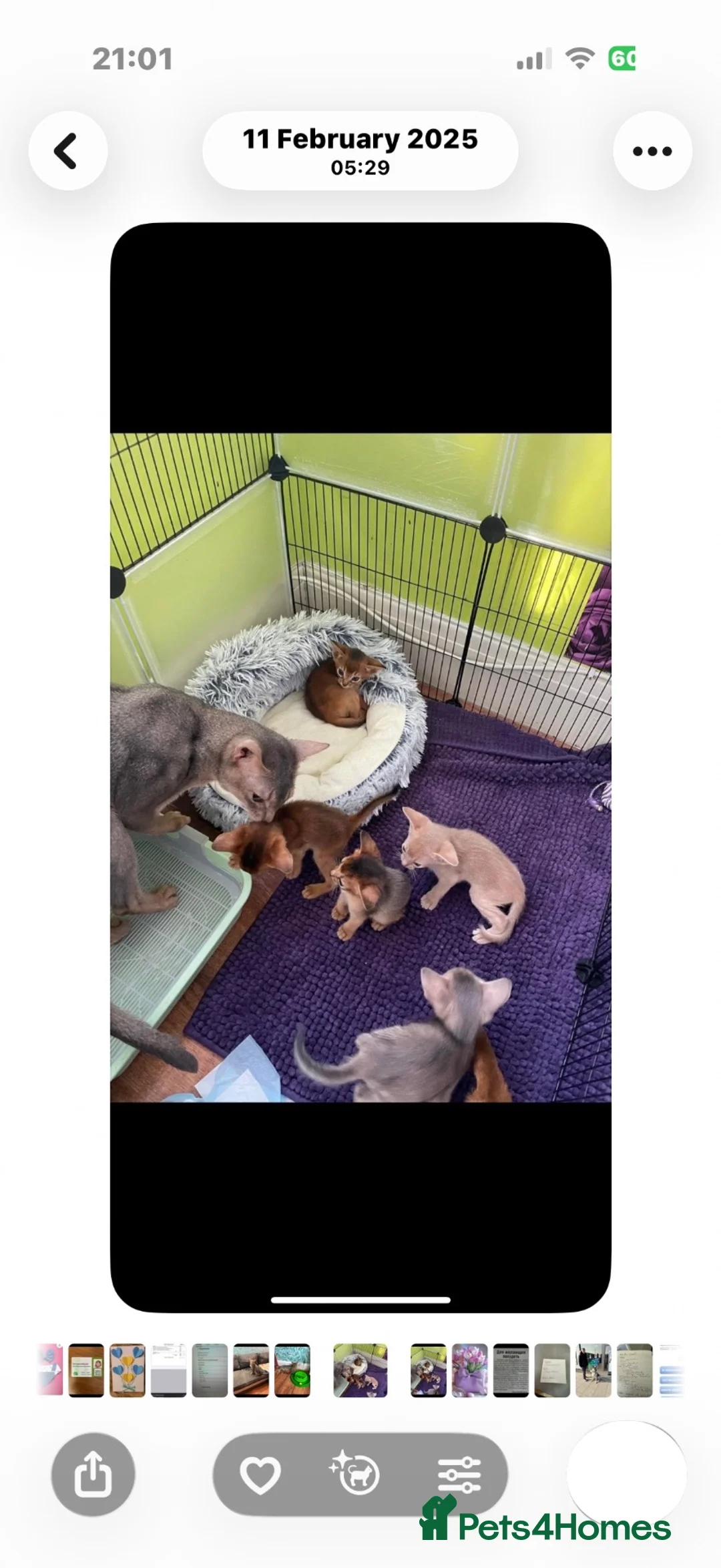 Abyssinian cats for sale: Blue Abyssinian Boy looking for a New home  - Advert 1