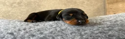 Dobermann dogs for sale: Outstanding Quality Dobermann puppies, KC REG - Advert 21