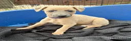 Whippet dogs for sale: Stunning KC whippet girl puppy  - Advert 27