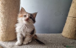 Maine Coon cats for sale: Beautiful Maine Coon kittens  - Image 7