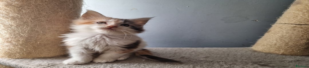 Maine Coon Kitten 2