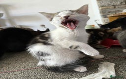 Mixed Breed cats for sale: TWO LEFT! Beautiful kittens ready for 5/10/25 - Image 28