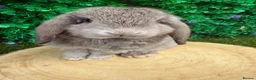 Mini Lop rabbits for sale: 🥰😍Stunning purebred mini lops ready now 🥰😍 - Advert 10