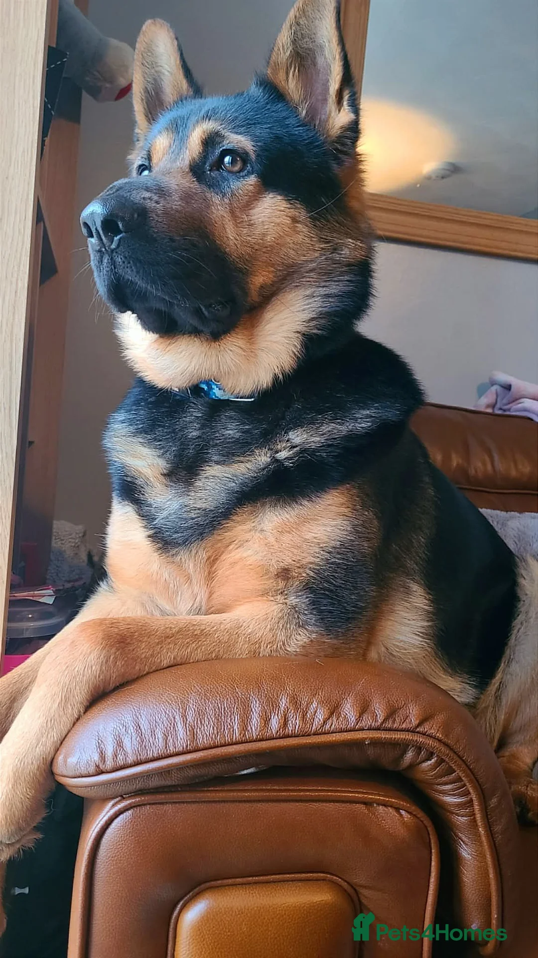 German Shepherd dogs for stud: BLUEY German shepherd stud in Tamworth - Advert 3