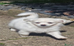 Chihuahua dogs for sale: Gorgeous Long coat MALE WHITE chihuahua.  - Image 1