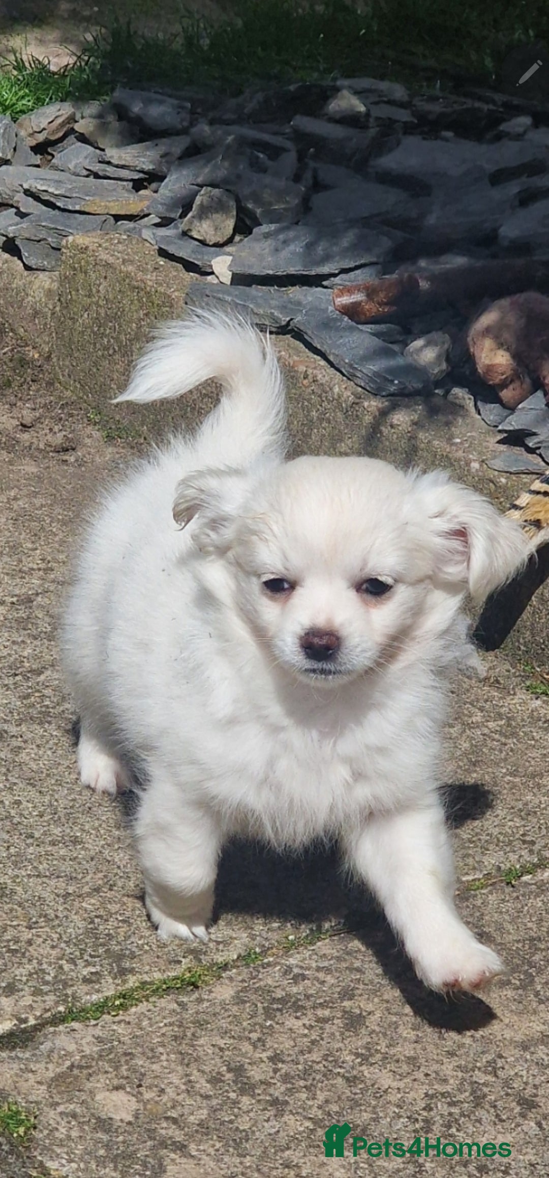 Chihuahua dogs for sale: Gorgeous Long coat MALE WHITE chihuahua.  - Image 1