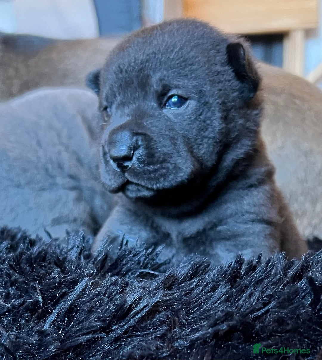 Mixed Breed dogs for sale: ChowPei Pups  - Advert 18