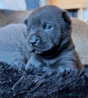 Mixed Breed dogs ChowPei Pups - Advert 6