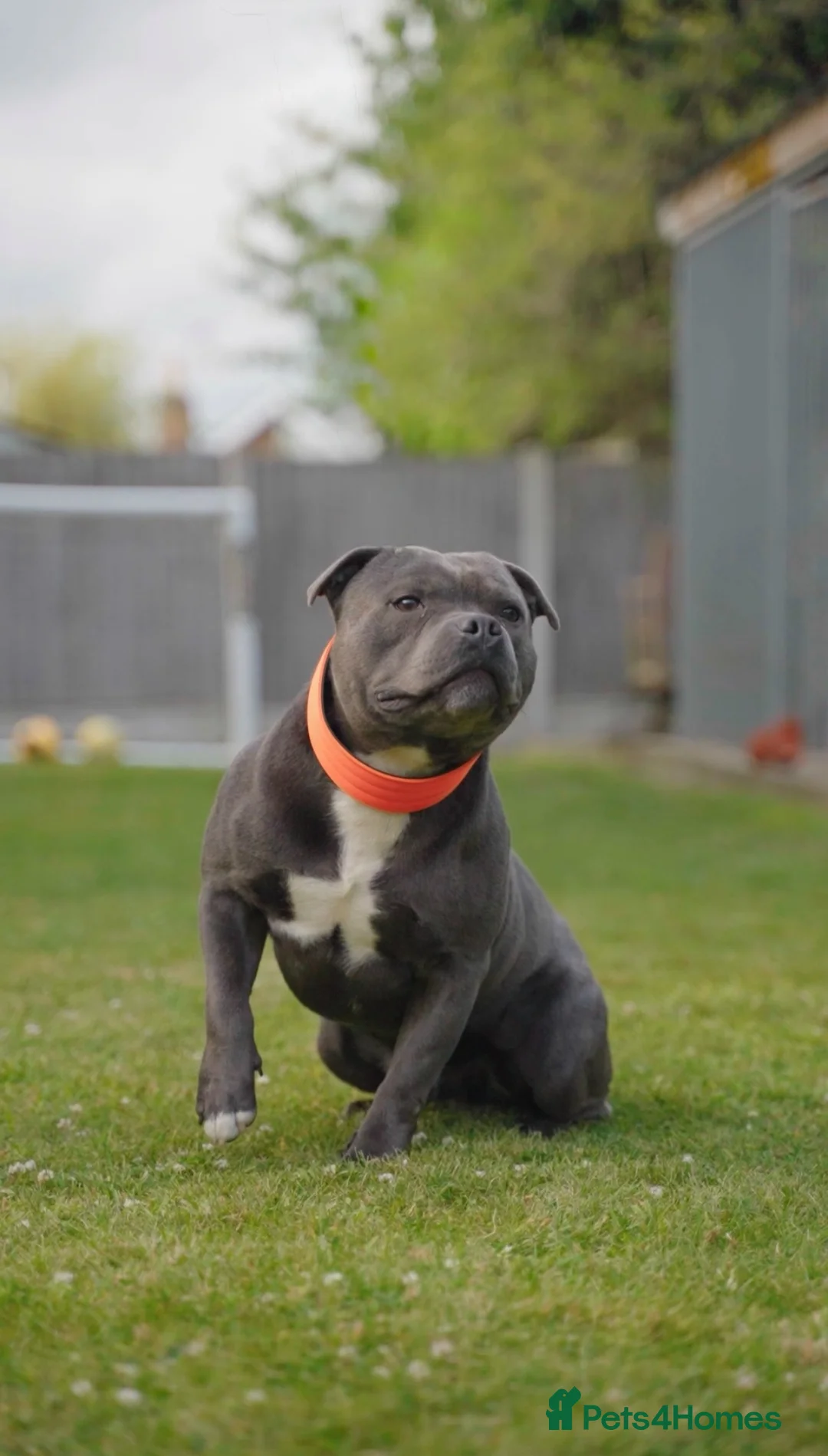 Staffordshire Bull Terrier dogs for stud: NARCOS! THE U.K’s FINEST STAFFY AVAILABLE NOW! in Nottingham - Advert 3