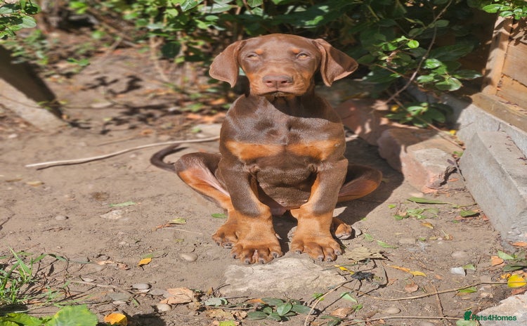 Dobermann dogs - Advert 2