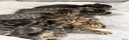 Maine Coon cats for sale: 🐾 Beautiful Maine Coon Kittens Ready Now! 🐾 - Advert 20