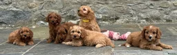 Cavapoo dogs for sale: Fox red&  dark peach cavapoo’s reared with love. - Advert 4